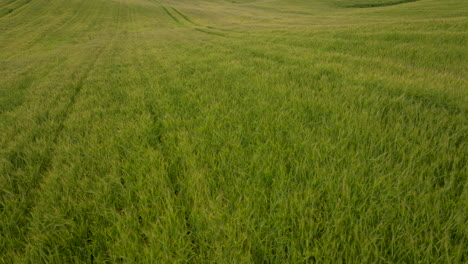 Rows-Of-Wheat-Grass-Field-In-Vast-Rural-Agricultural-Land