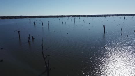 Drone-aerial-focusing-on-dead-trees-coming-out-of-blue-lake-in-Yarrawonga