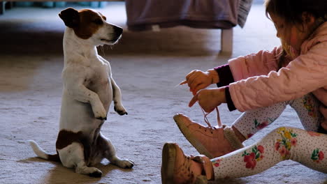 Cute-terrier-puppy-sits-on-hind-legs-while-preschooler-tie-shoelaces