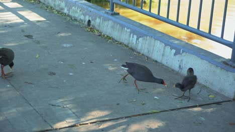 Erwachsene-Wasservögel-Füttern-Ihr-Küken-Auf-Einer-Brücke-Mit-Nahrung