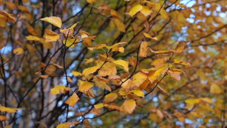 Gelbe-Ulme-Blätter-Natur-Herbst---Umlaufbahn-Seichten-Fokus