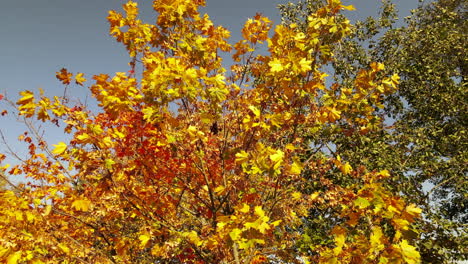 Windbewegte-Äste-Mit-Schönen-Orangefarbenen-Blättern-Im-Herbst