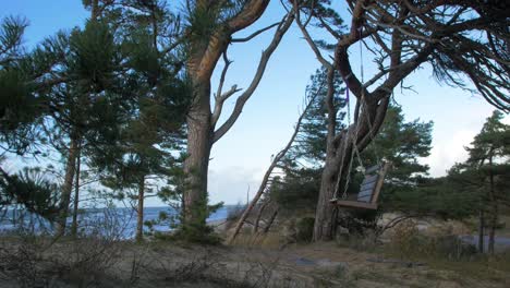 Empty-swings-hanging-at-the-seaside-forest-with-large-old-pine-trees,-Baltic-sea-coastline-landscape-view,-sunny-day,-handheld-medium-shot