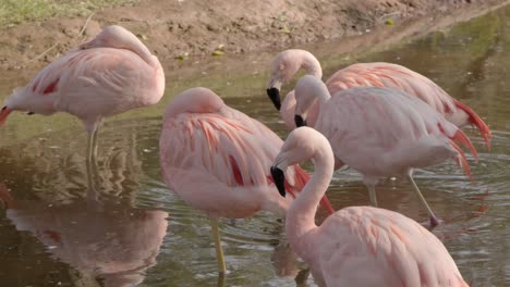 Close-Up-Pink-Flamingos-in-a-Pond-in-the-Zoo,-Slow-Motion