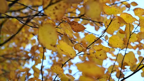 Looking-up-and-Panning-by-Calm-Yellow-Leaves---close-up-in-slow-motion
