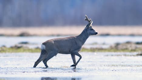 Male-roe-deer-crossing-puddle-in-flooded-meadow-in-hot-spring-sunny-day