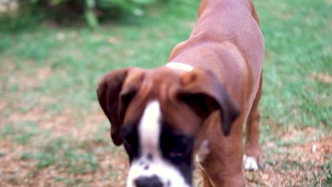 Slowmotion-shot-of-a-boxer-puppy-trying-to-pick-up-a-small-stick