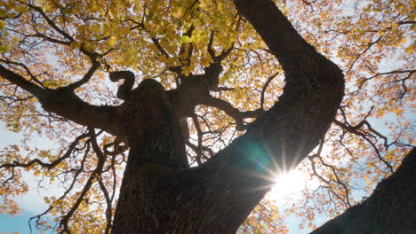 Alter-Und-Großer-Ahornbaum-Mit-Lockigen-Zweigen-Im-Herbstlaub