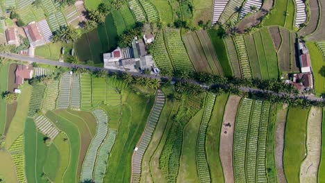 Side-of-small-village-in-Indonesia-near-endless-rice-fields,-aerial-top-down-view