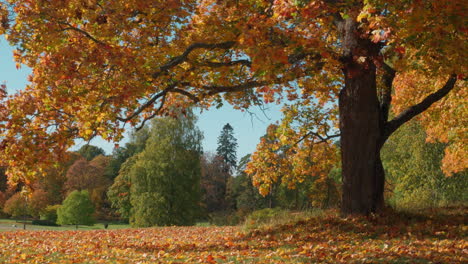 Buntes-Herbstlaub-In-Einem-Park-Mit-Alten-Ahornbäumen-An-Einem-Sonnigen-Tag---Helsinki,-Finnland