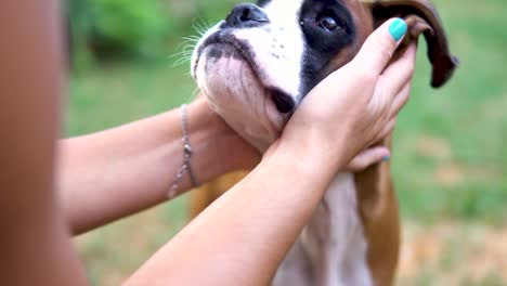 Slowmotion-shot-of-a-woman-stroking-a-young-boxer-puppy's-head