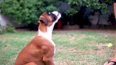 Slowmotion-shot-of-a-young-boxer-being-teased-with-a-stick-by-its-owner