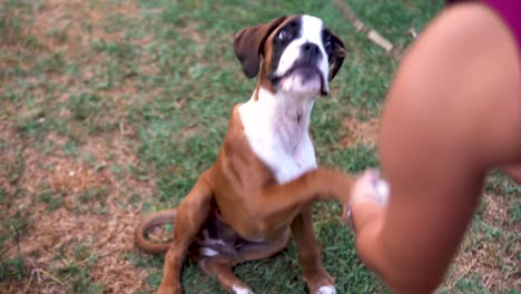 Hand-held-shot-of-a-boxer-puppy-giving-its-paw-and-then-chewing-on-a-stick