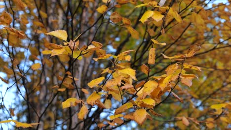 Orange-color-poplar-leaves-hanging-on-branch-in-October---orbit-shot-in-slow-motion