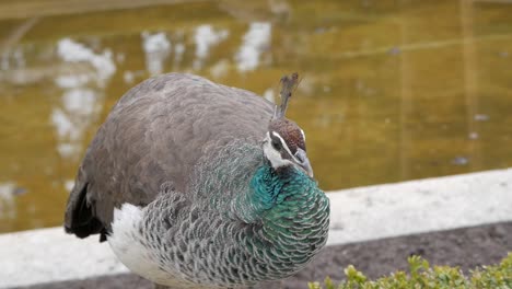 Close-up-of-female-peacock,-peahen