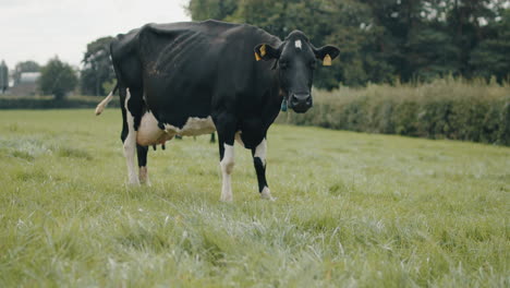 Vaca-Alta,-Fuerte-Y-Negra-Pastando-En-El-Campo-En-Irlanda-Del-Norte
