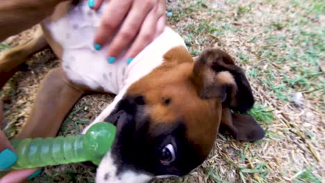 Close-up-shot-of-an-energetic-boxer-puppy-playing-in-the-back-garden