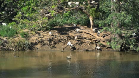 Large-group-of-white-ibis-birds-all-together-on-an-island-nest-in-nature-surrounding-a-lake