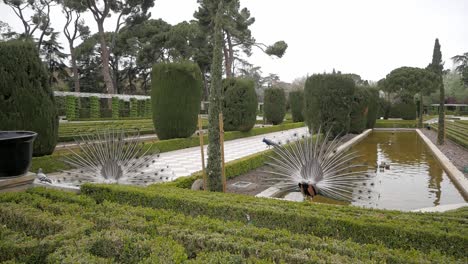 Wide-shot-of-beautiful-garden-scenery-at-Cecilio-Rodriguez-garden-in-Retiro-Park,-Madrid,-Spain