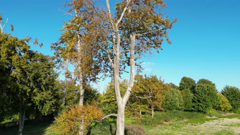 Zwei-Dünne-Bäume-Mit-Herbstlaub-Und-Einem-Blauen-Himmelshintergrund-Kranen-Sich-Hoch