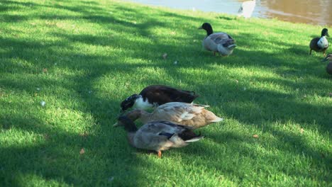 Large-group-of-ducks-and-birds-eating-food-from-a-patch-of-tropical-green-grass-on-a-sunny-day-by-a-lake