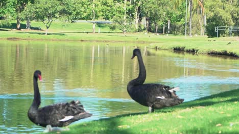 1080-two-black-swans-looking-around-while-near-a-brown-lake-and-green-grass-on-a-sunny-day