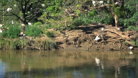 Pan-left-of-a-Large-group-of-white-ibis-birds-all-together-on-an-island-nest-in-nature-surrounding-a-lake
