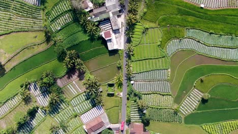 Road-dividing-village-and-rice-fields,-aerial-top-down-view