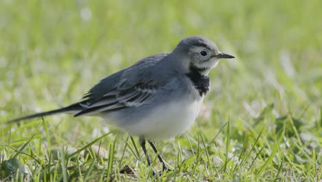 White-wagtail-resting-in-grass-during-autumn-migration-closeup