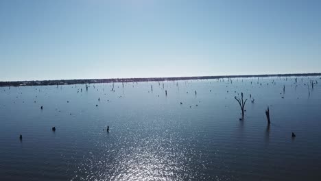 Drone-aerial-slow-pan-with-dead-trees-coming-out-of-blue-lake-in-Yarrawonga