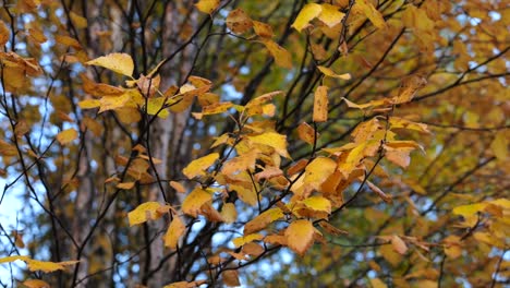 Focus-push-in-on-yellow-autumnal-leaves-on-a-branch