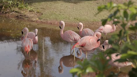 Flamingos-Standing-in-a-Pond-in-the-Zoo,-Defocused-Plants-Foreground