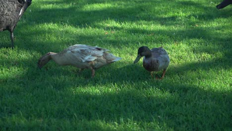 Two-ducks-eating-food-from-lush-tropical-green-grass-on-a-sunny-day