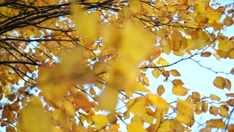 Focus-pulling-on-orange-autumn-tree-branch-in-slow-motion