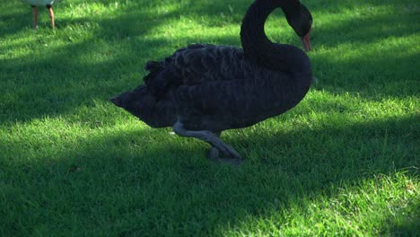Black-swan-eating-food-from-lush-tropical-green-grass-on-a-sunny-day
