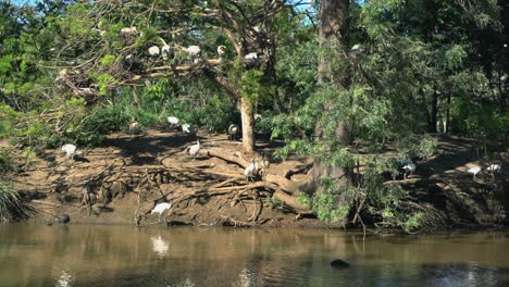 Statische-Aufnahme-Einer-Großen-Gruppe-Weißer-Ibis-Vögel-Alle-Zusammen-Auf-Einem-Inselnest-In-Der-Natur,-Die-An-Einem-Sonnigen-Tag-Einen-See-Umgibt,-Mit-Einer-Ente,-Die-Nach-Nahrung-Sucht
