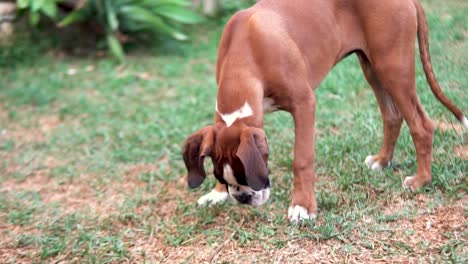 Slowmotion-shot-of-a-young-boxer-puppy-dropping-a-stick-in-the-garden