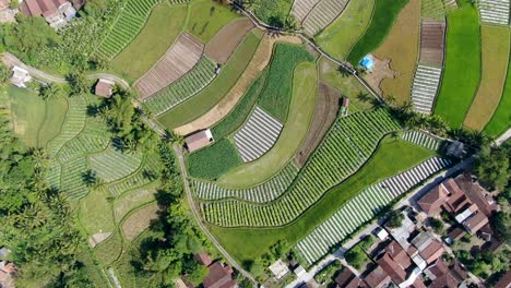Lebende-Stadt-Und-Majestätische-Reisfelder-In-Der-Nähe,-Luftbild-Von-Oben-Nach-Unten