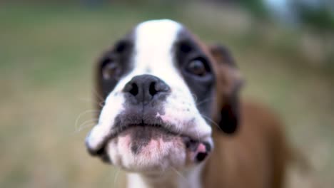 Close-up-slow-motion-shot-of-a-cachorro-boxer-puppy-barking