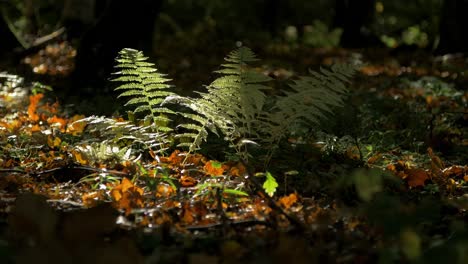 Green-ferns-swaying-in-wind,-coastal-pine-tree-forest-on-a-sunny-autumn-day,-harsh-sunrays,-mystic-mood,-distant-medium-handheld-shot