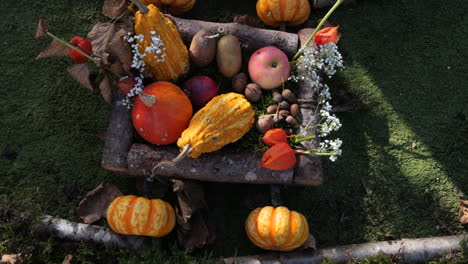 shot-of-different-types-of-natural-and-decorative-pumpkins-for-halloween-day