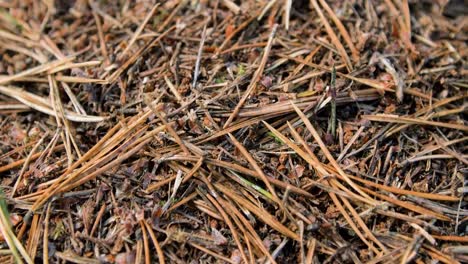 Crawling-ants-on-the-forest-floor,-anthill-at-coastal-pine-tree-forest-in-autumn,-shallow-depth-of-field,-handheld-closeup-shot