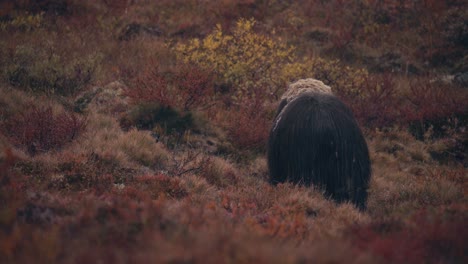 Musk-Ox-Bull-Animal-Feeding-In-Fall-Season-At-Dovrefjell,-Norway