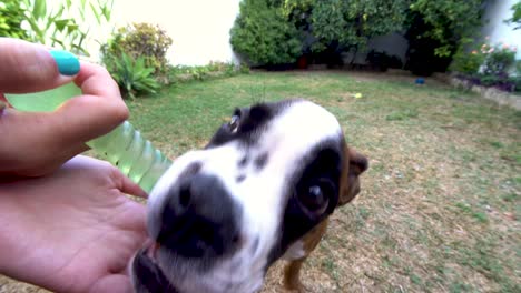 Close-up-shot-of-a-boxer-puppy-biting-on-a-chew-toy-in-the-owner's-hand