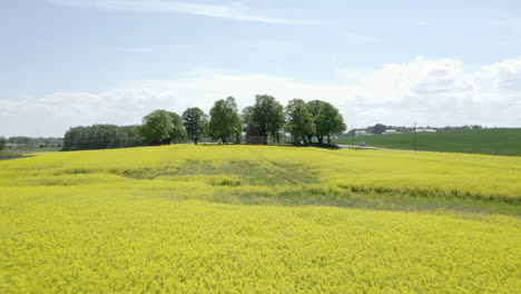 Aerial-moving-shot-of-a-yellow-canola-field-with-a-house-surrounded-by-trees