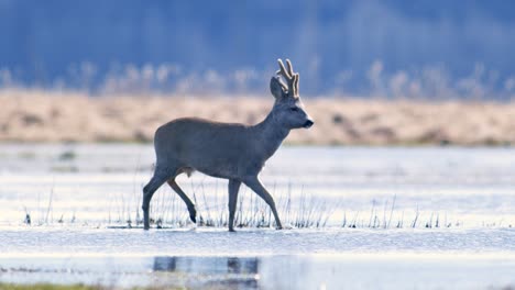 Male-roe-deer-crossing-puddle-in-flooded-meadow-in-hot-spring-sunny-day