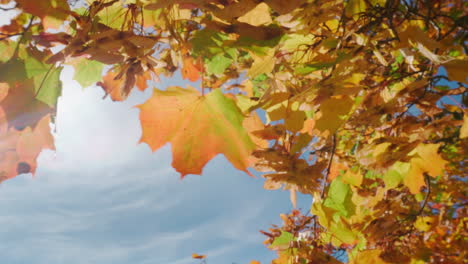 Orangefarbene-Ahornblätter-Wiegen-Sich-Während-Des-Herbstlaubs-In-Helsinki,-Finnland,-Im-Wind