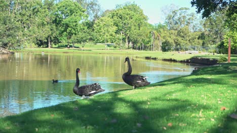 Static-shot-of-two-Swans-looking-at-each-other-in-a-green-tropical-luscious-garden-with-trees-with-birds-all-around