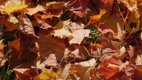 Colorful-maple-leave-autumn-foliage-fallen-to-the-ground-on-a-sunny-day