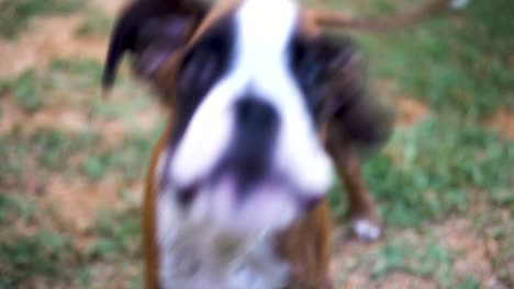 Close-up-shot-of-a-young-boxer-puppy-barking-and-jumping-at-the-camera